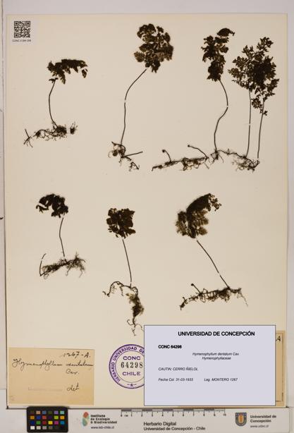 Hymenophyllum dentatum [Espécimen: UDEC:CONC:0064298]
