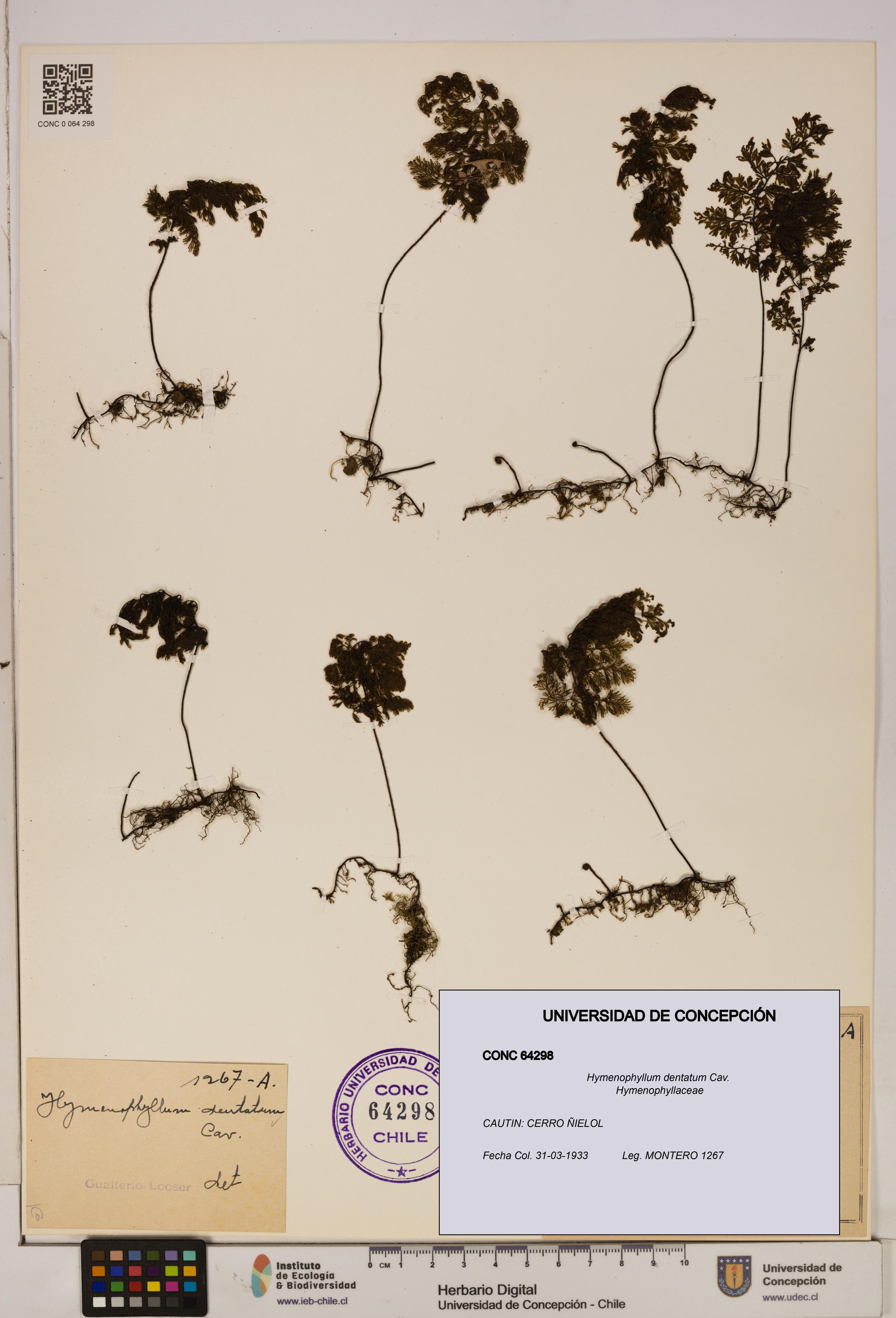 Hymenophyllum dentatum [Espécimen: UDEC:CONC:0064298]