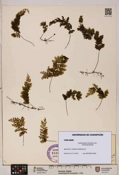 Hymenophyllum dentatum [Espécimen: UDEC:CONC:0064299]