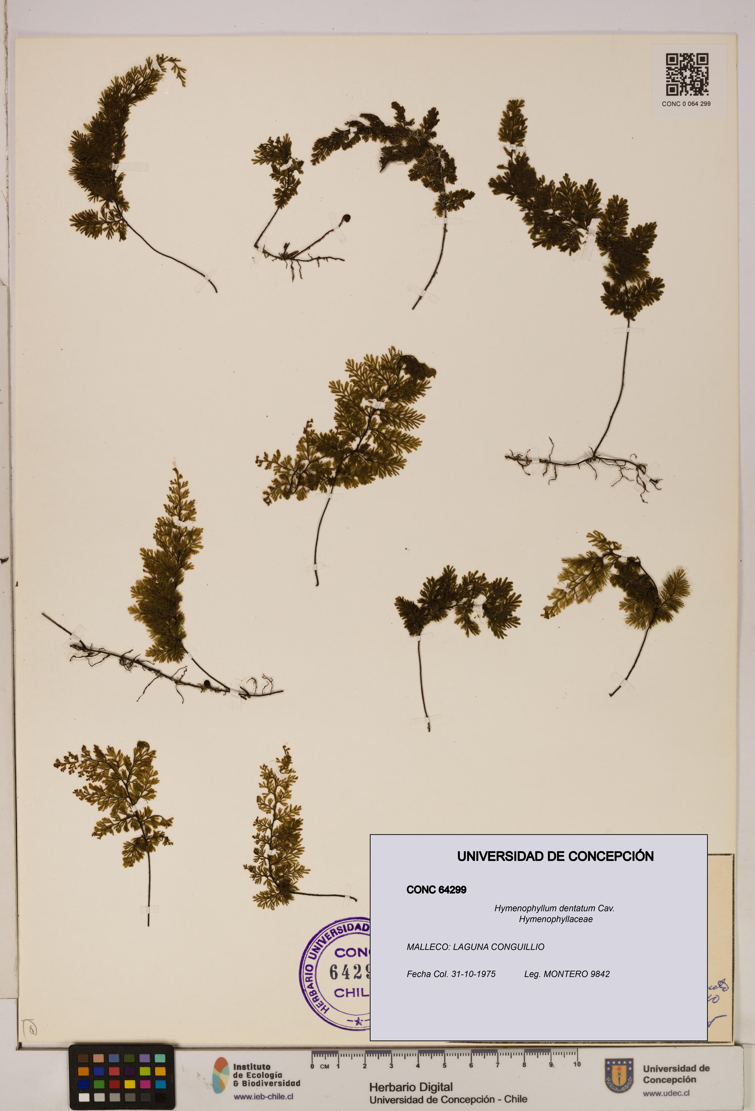Hymenophyllum dentatum [Espécimen: UDEC:CONC:0064299]