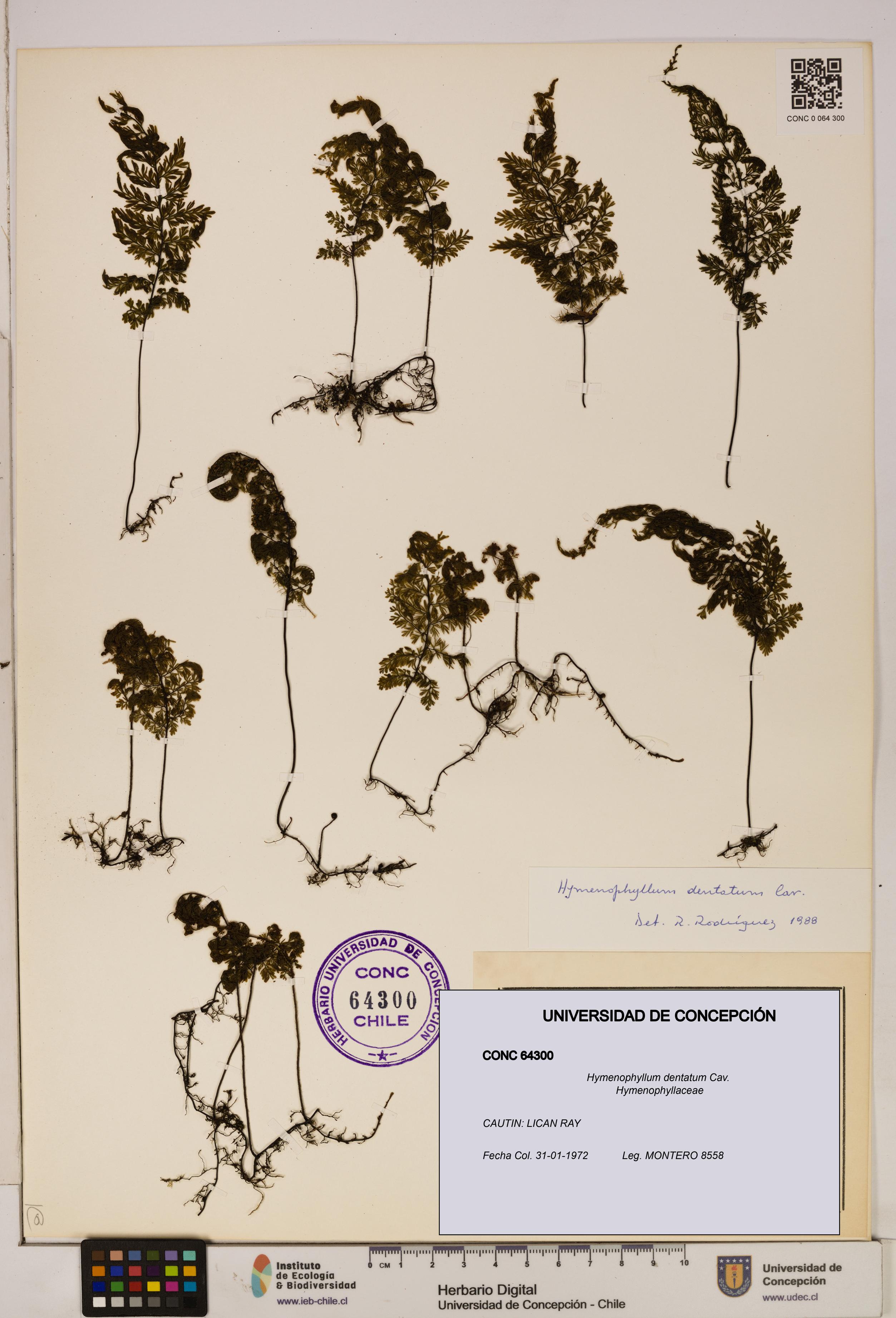 Hymenophyllum dentatum [Espécimen: UDEC:CONC:0064300]