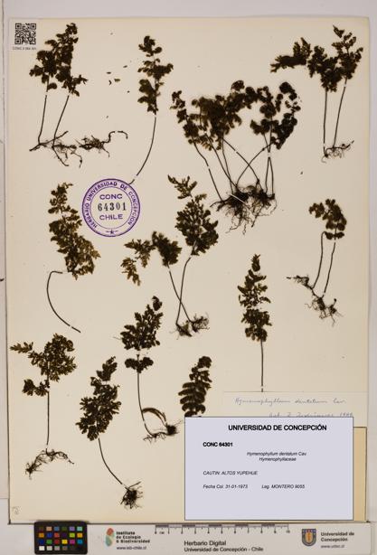Hymenophyllum dentatum [Espécimen: UDEC:CONC:0064301]