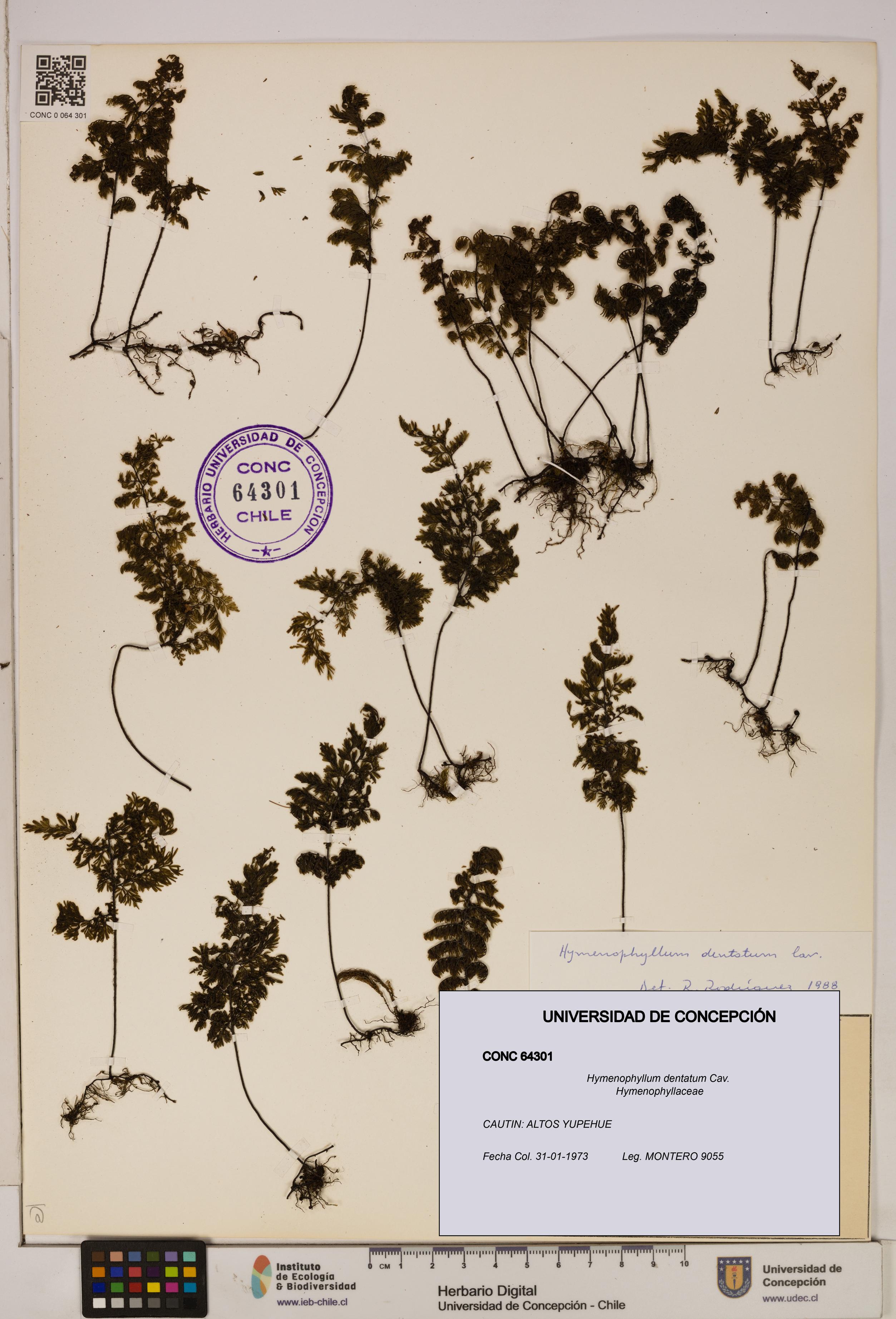 Hymenophyllum dentatum [Espécimen: UDEC:CONC:0064301]