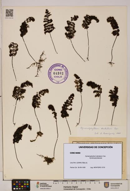 Hymenophyllum dentatum [Espécimen: UDEC:CONC:0064302]