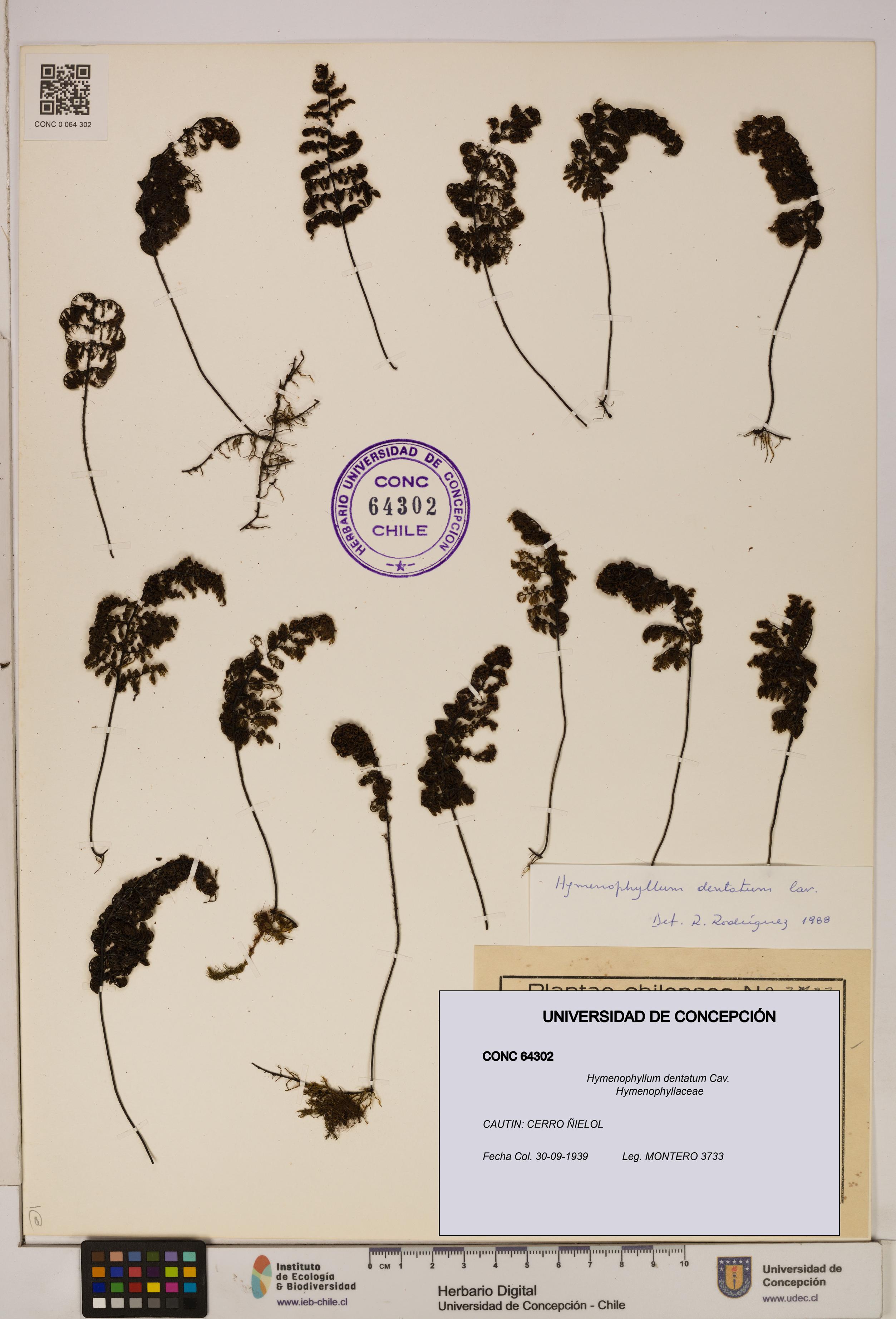 Hymenophyllum dentatum [Espécimen: UDEC:CONC:0064302]