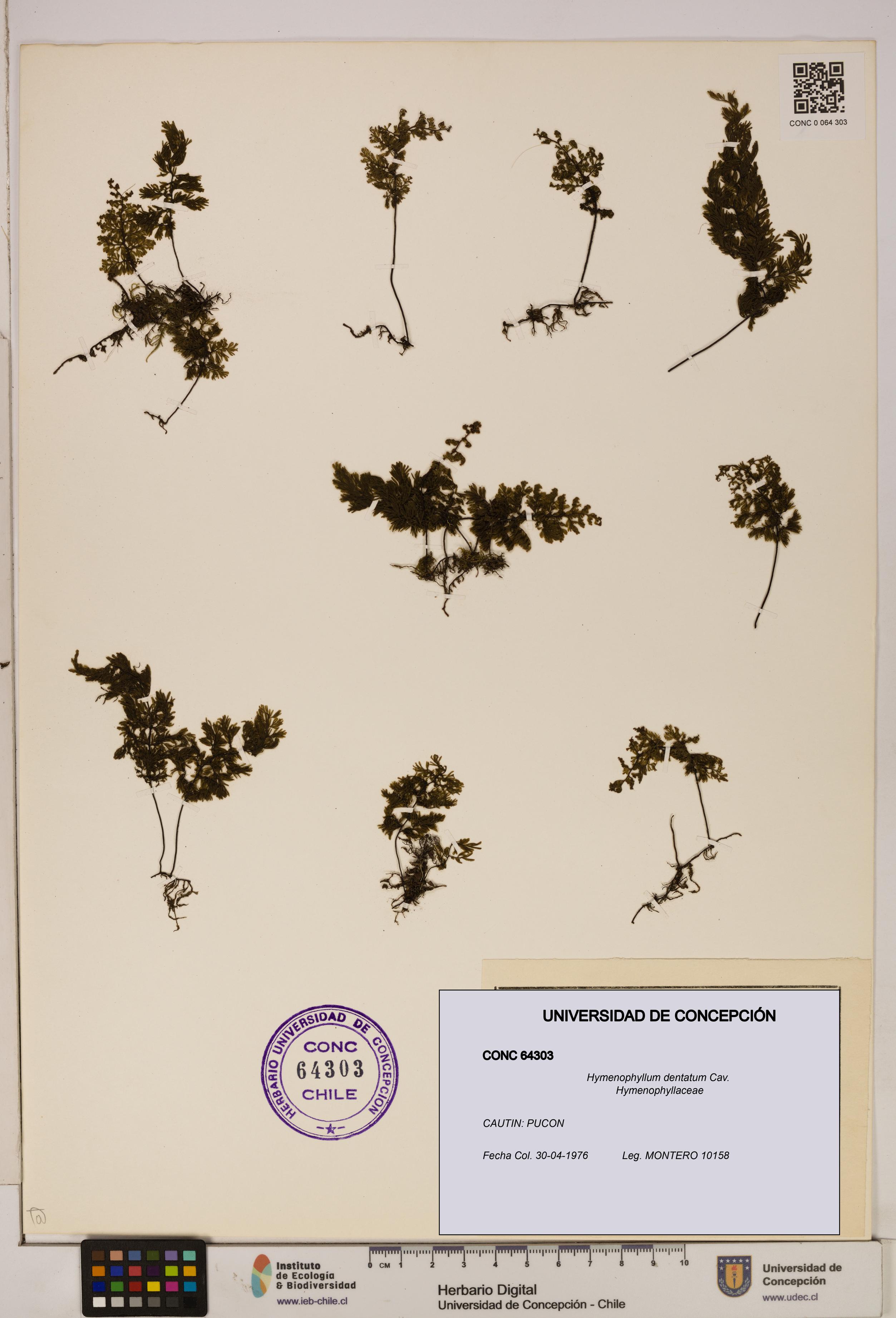 Hymenophyllum dentatum [Espécimen: UDEC:CONC:0064303]