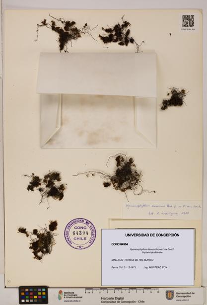 Hymenophyllum darwinii [Espécimen: UDEC:CONC:0064304]