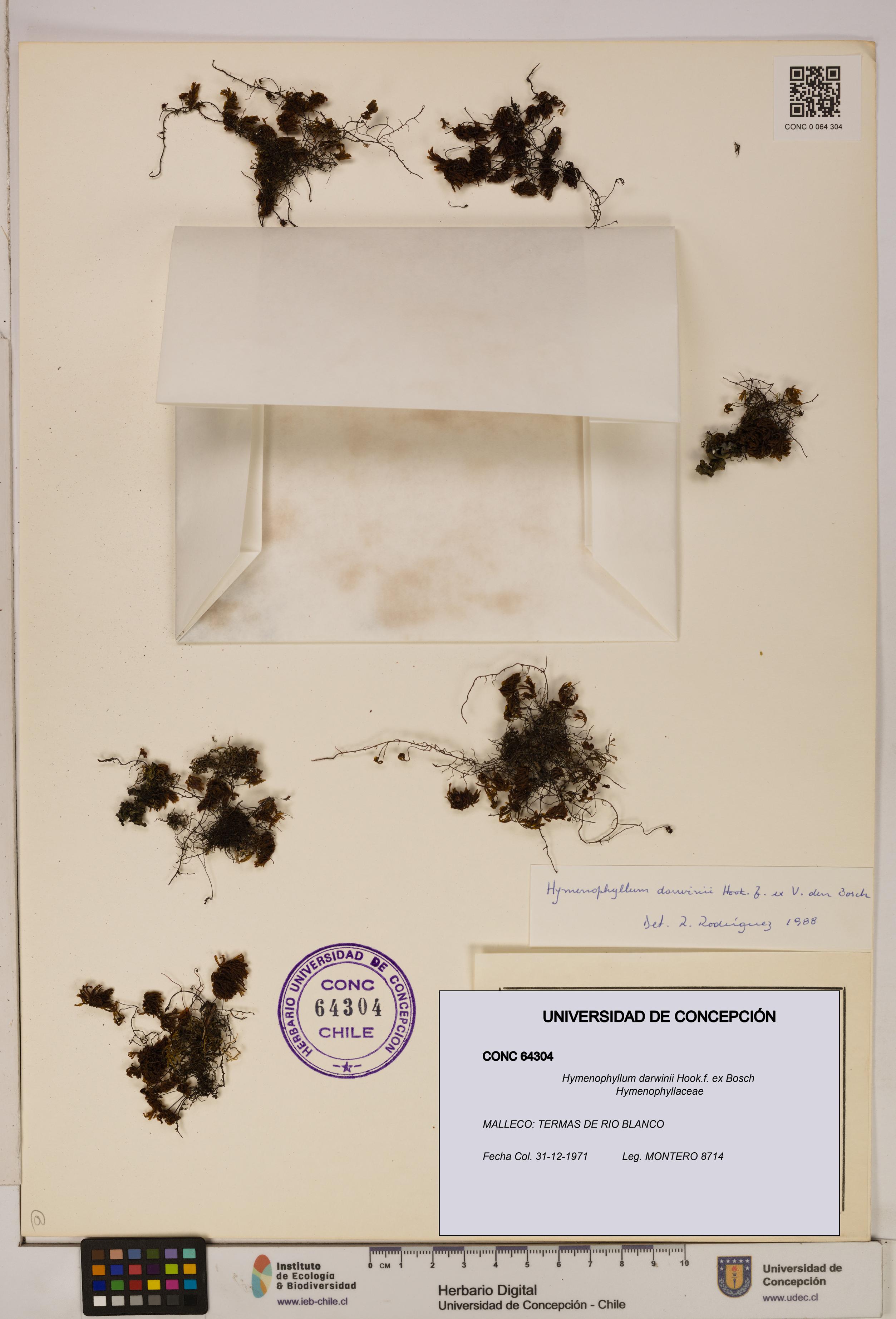 Hymenophyllum darwinii [Espécimen: UDEC:CONC:0064304]