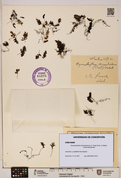 Hymenophyllum dicranotrichum [Espécimen: UDEC:CONC:0064305]