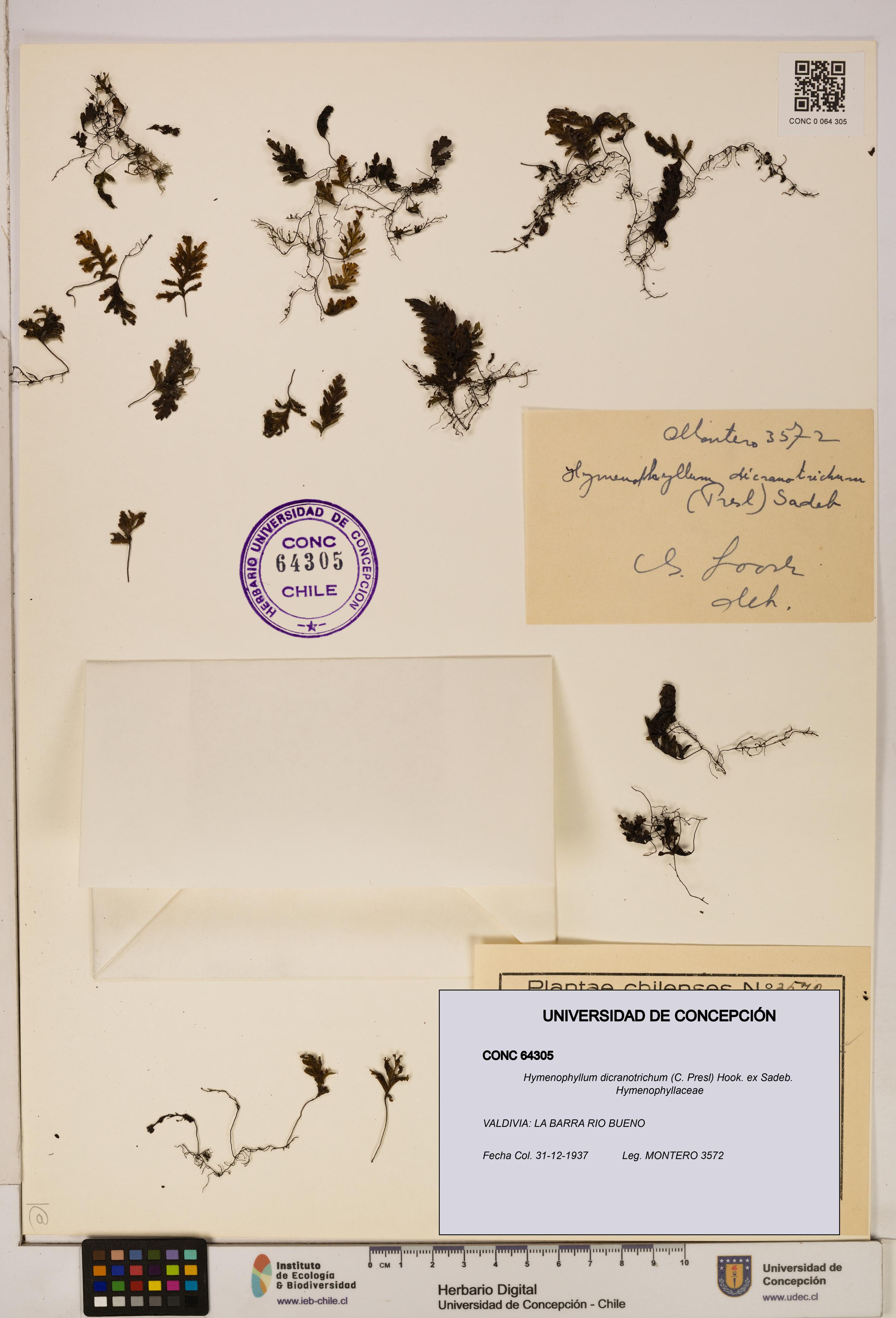 Hymenophyllum dicranotrichum [Espécimen: UDEC:CONC:0064305]