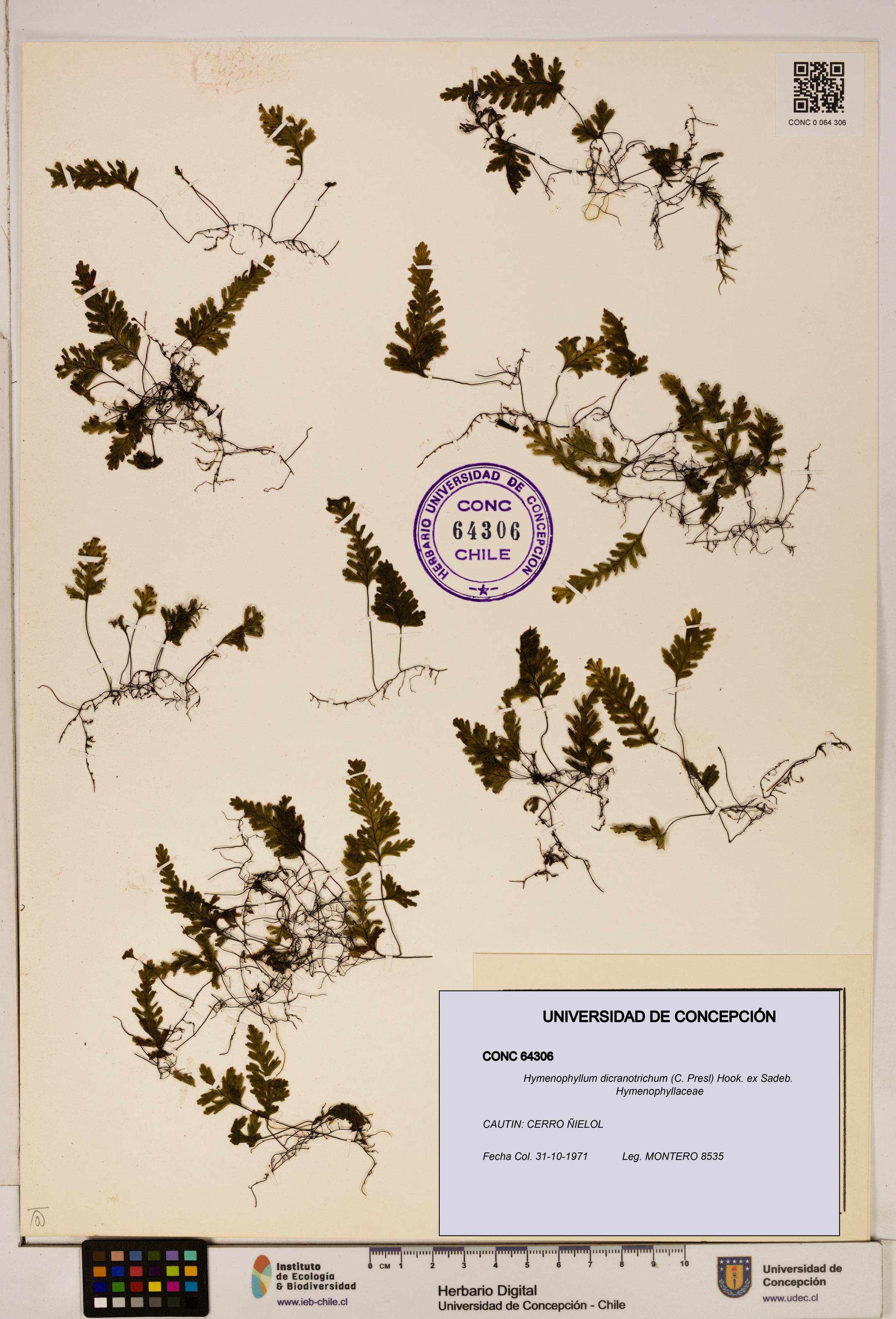 Hymenophyllum dicranotrichum [Espécimen: UDEC:CONC:0064306]