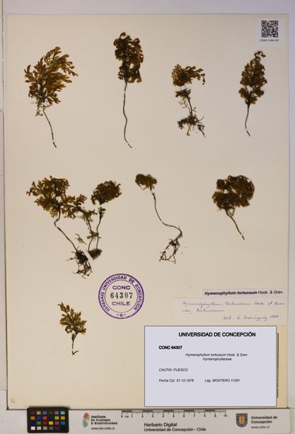 Hymenophyllum tortuosum [Espécimen: ]