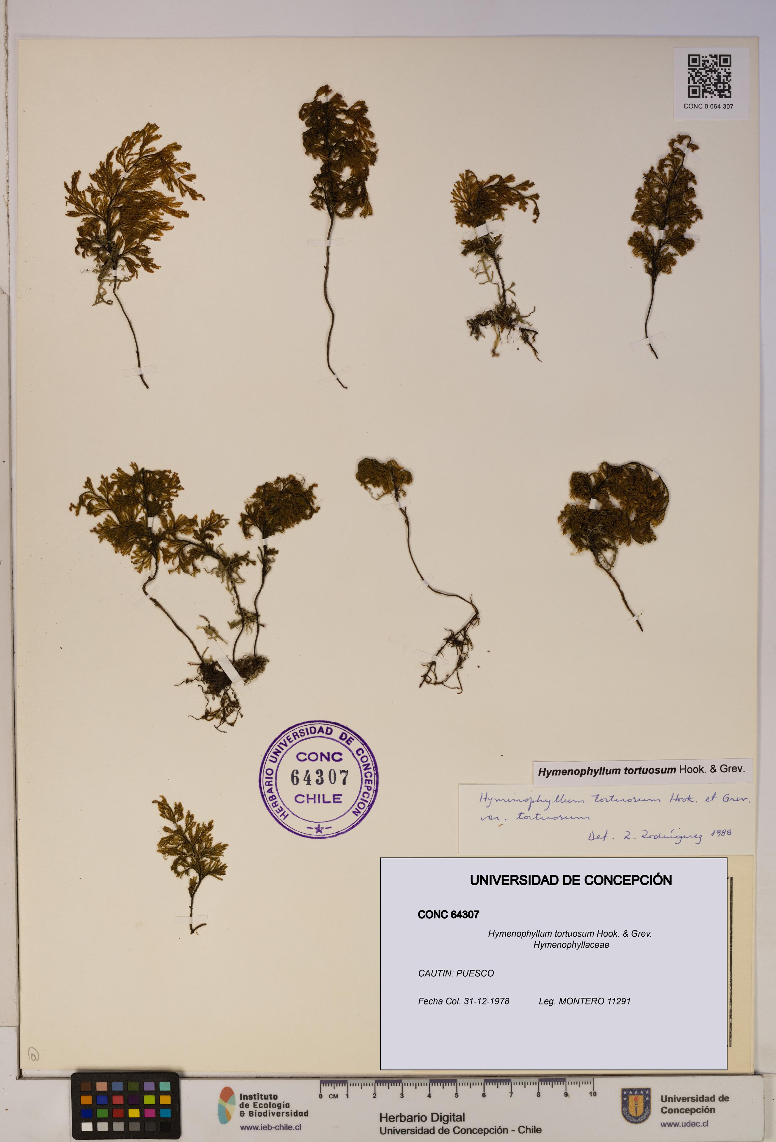 Hymenophyllum tortuosum [Espécimen: ]