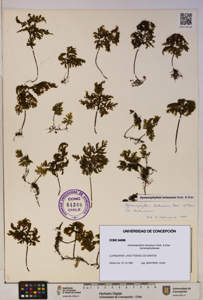 Hymenophyllum tortuosum [Espécimen: ]