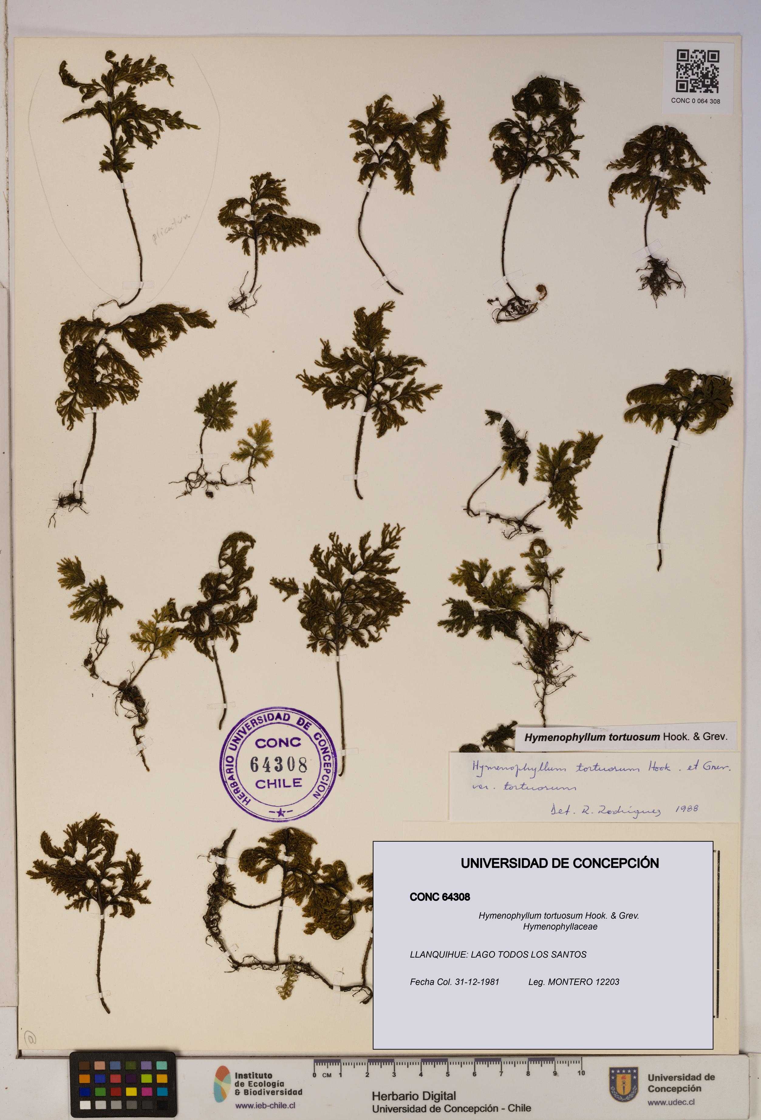 Hymenophyllum tortuosum [Espécimen: ]