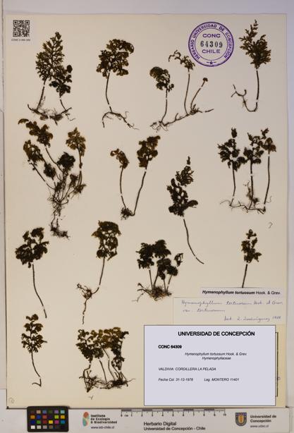 Hymenophyllum tortuosum [Espécimen: ]