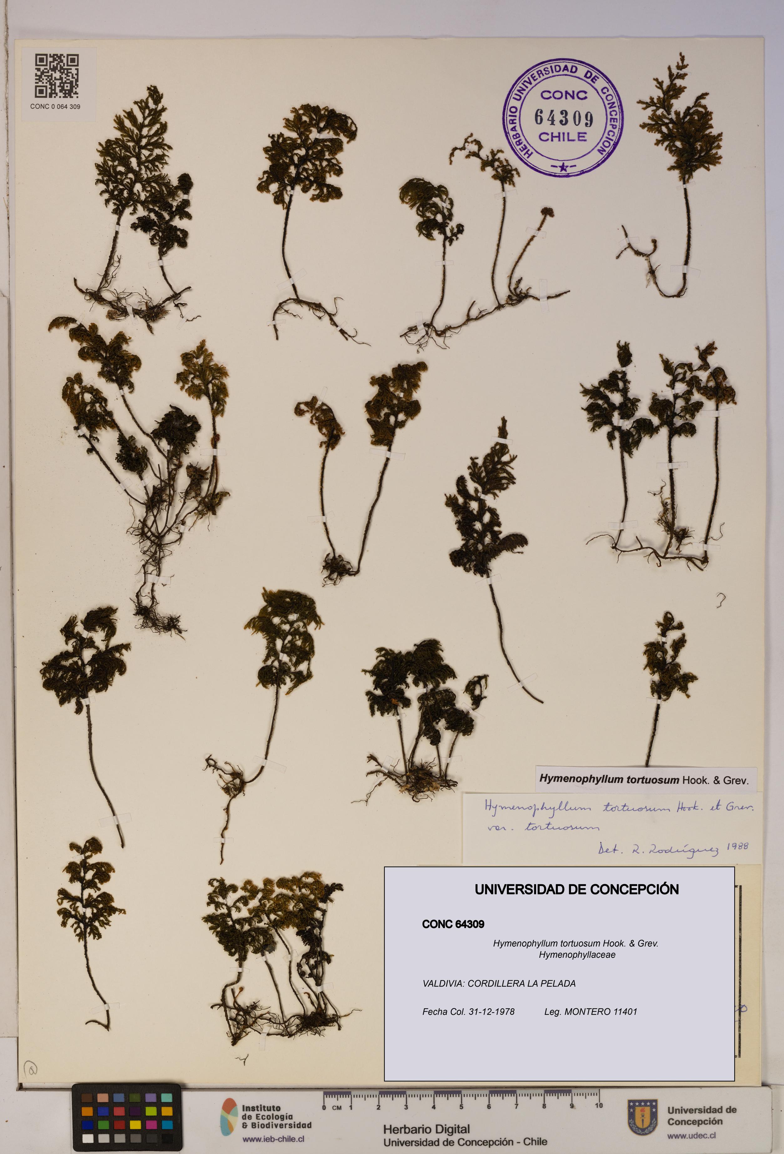Hymenophyllum tortuosum [Espécimen: ]
