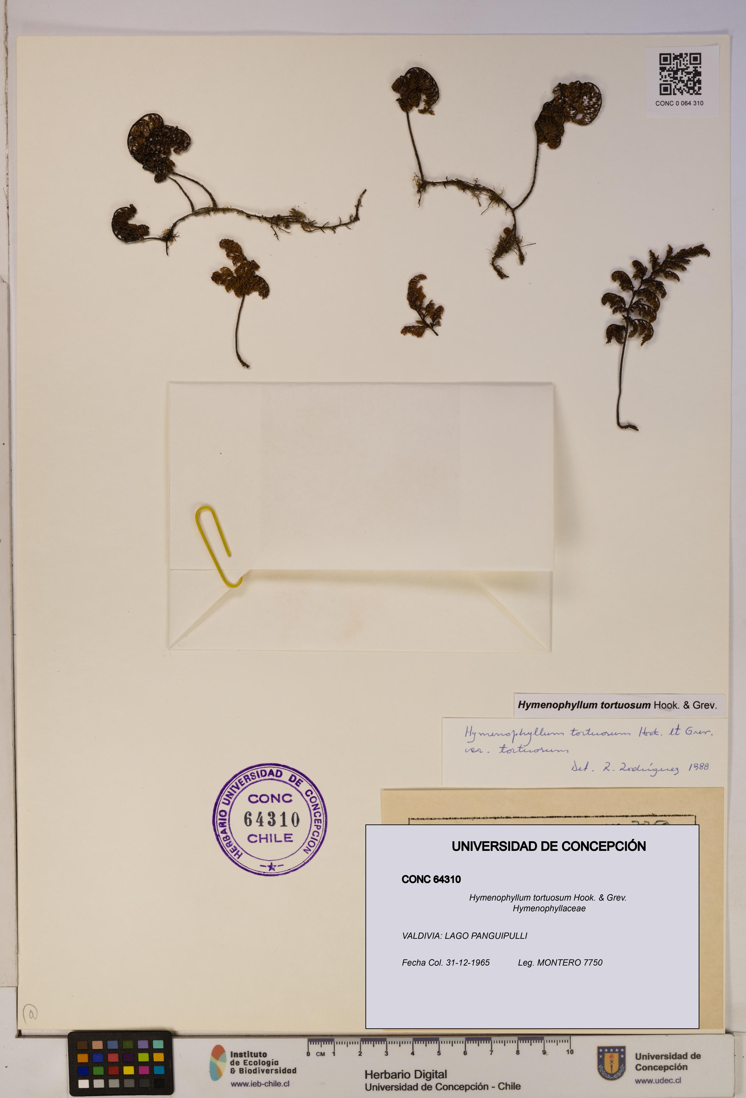 Hymenophyllum tortuosum [Espécimen: ]