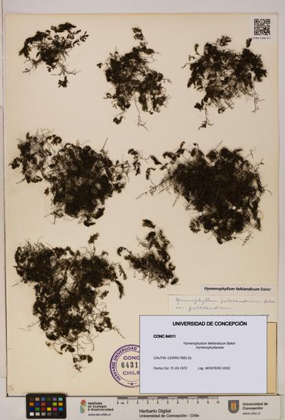 Hymenophyllum falklandicum [Espécimen: UDEC:CONC:0064311]