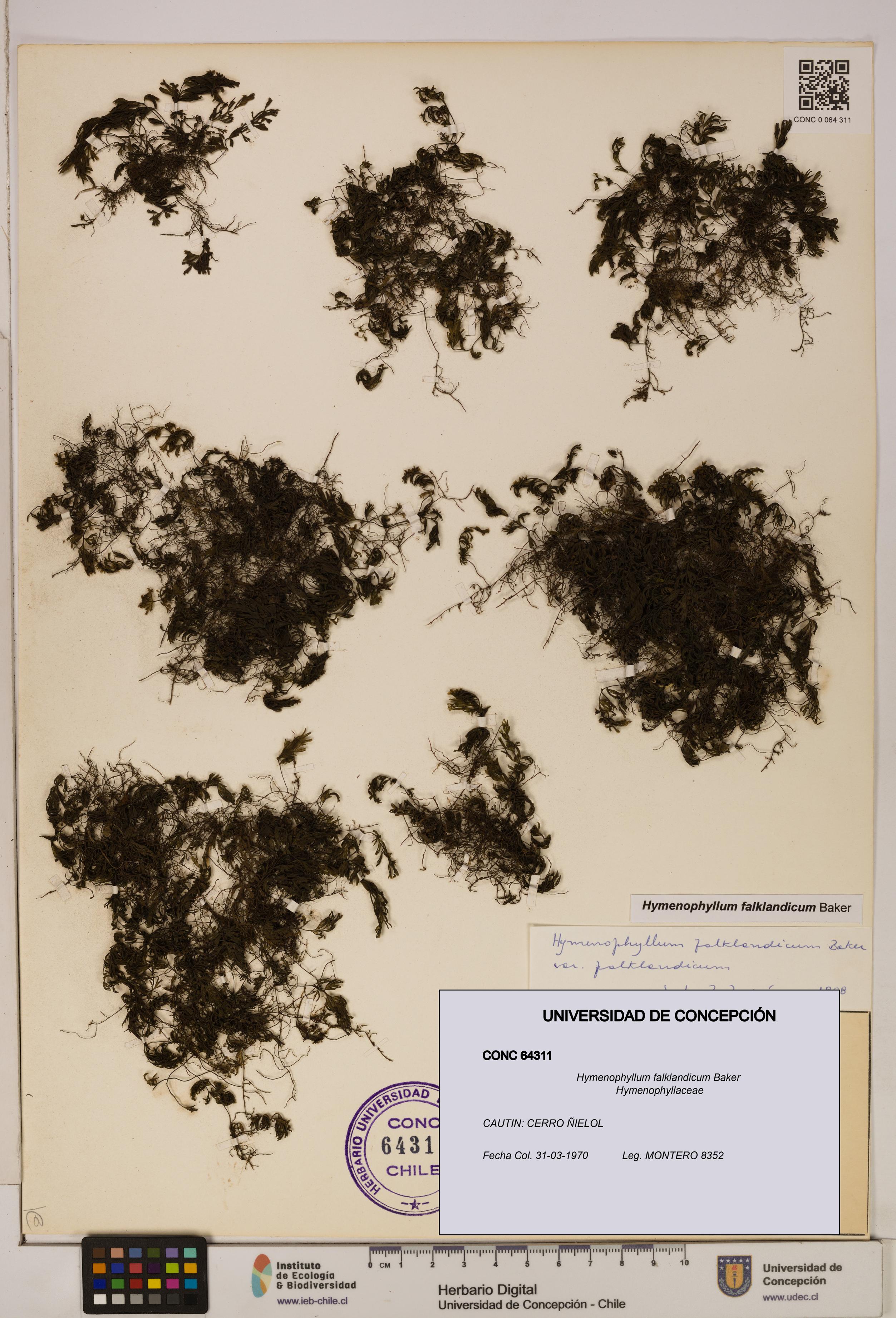 Hymenophyllum falklandicum [Espécimen: UDEC:CONC:0064311]