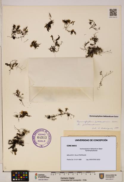 Hymenophyllum falklandicum [Espécimen: UDEC:CONC:0064312]
