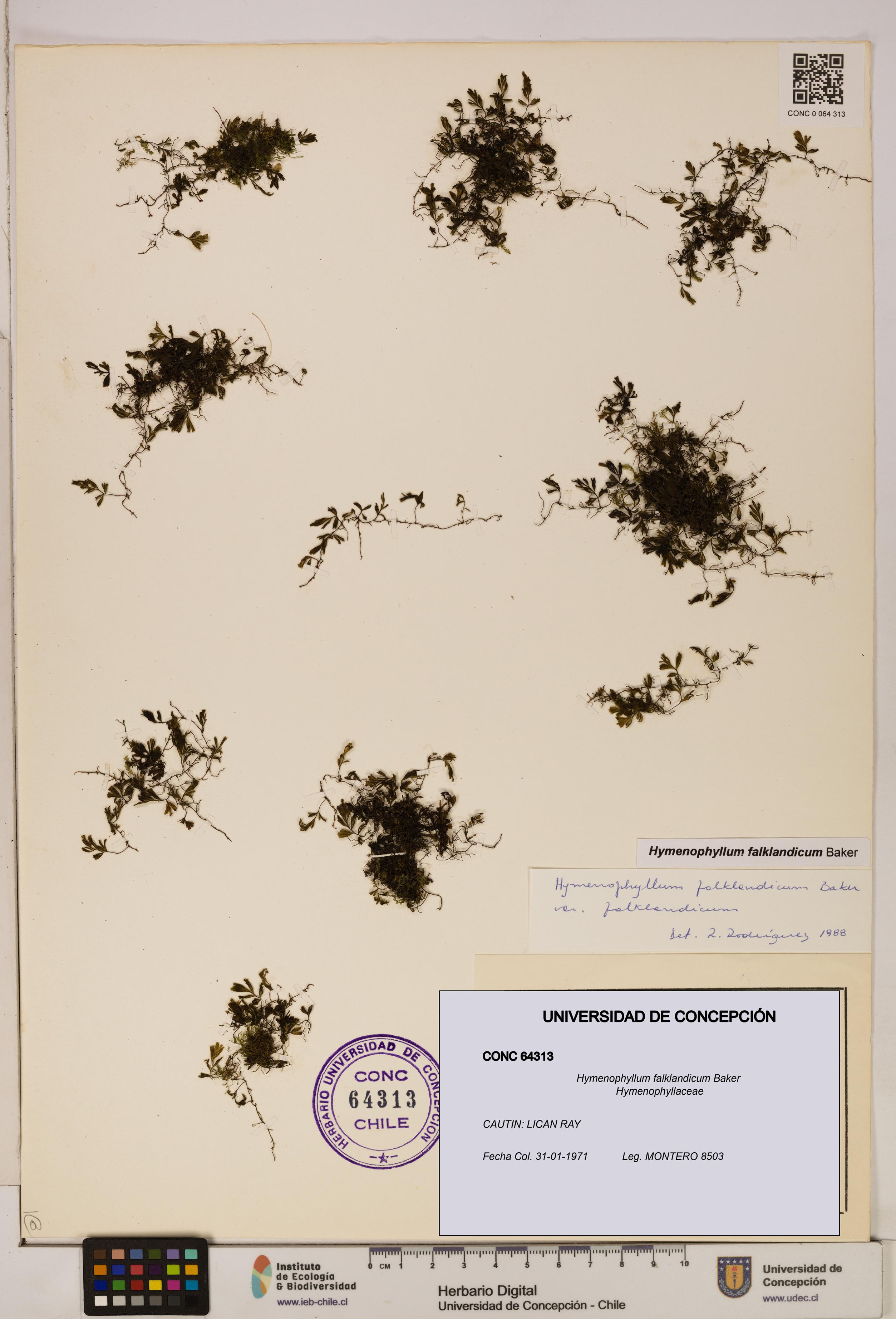 Hymenophyllum falklandicum [Espécimen: UDEC:CONC:0064313]