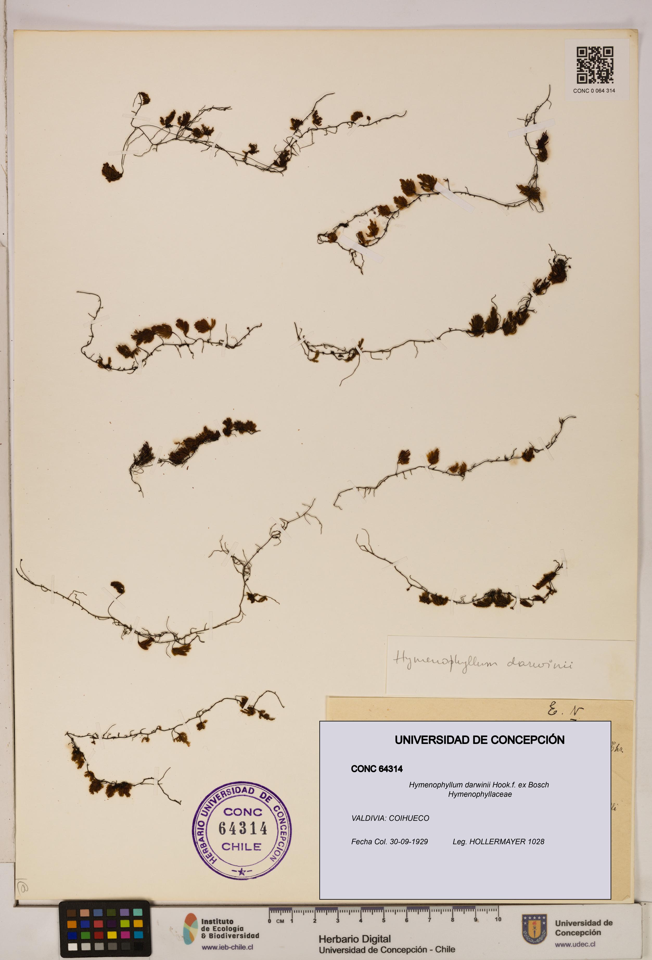 Hymenophyllum darwinii [Espécimen: UDEC:CONC:0064314]