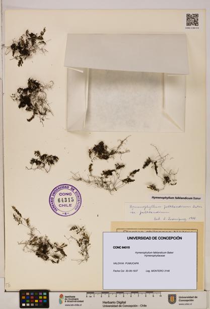 Hymenophyllum falklandicum [Espécimen: UDEC:CONC:0064315]