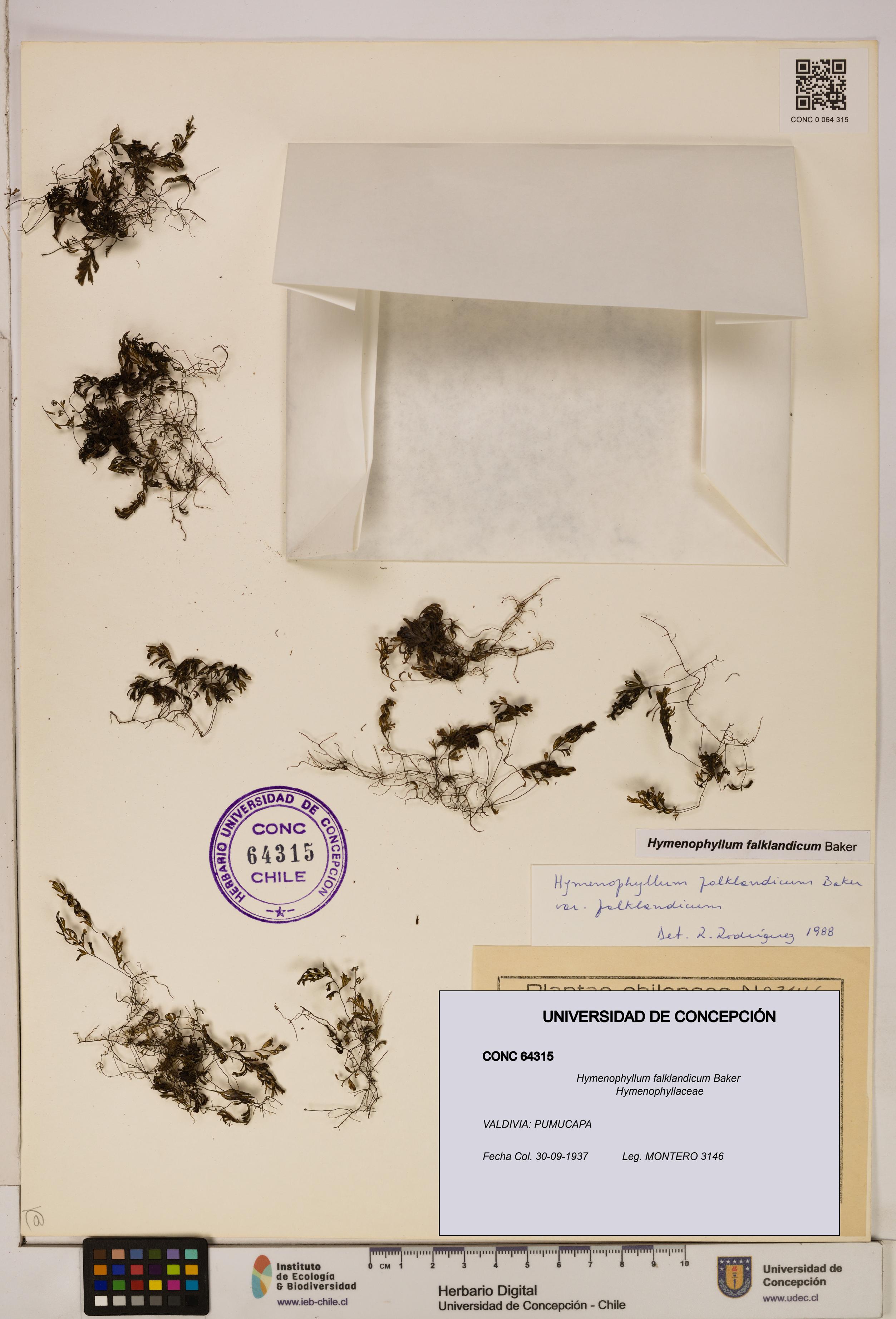 Hymenophyllum falklandicum [Espécimen: UDEC:CONC:0064315]