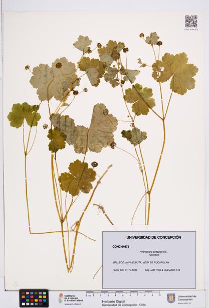 Hydrocotyle poeppigii [Espécimen: ]