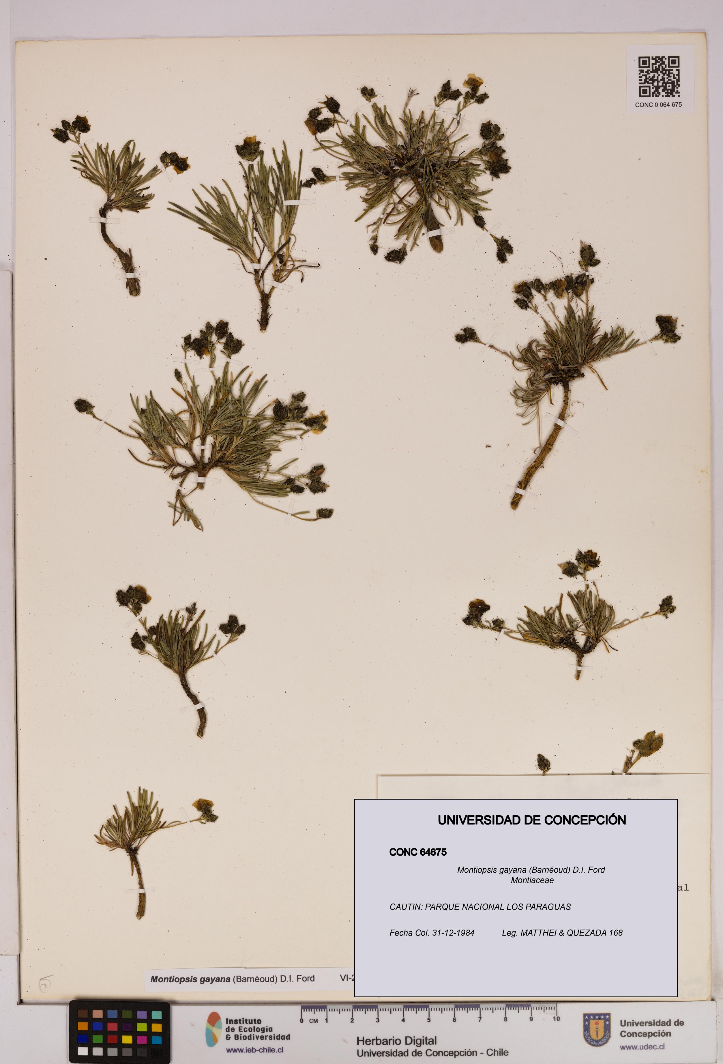 Montiopsis gayana [Espécimen: UDEC:CONC:0064675]