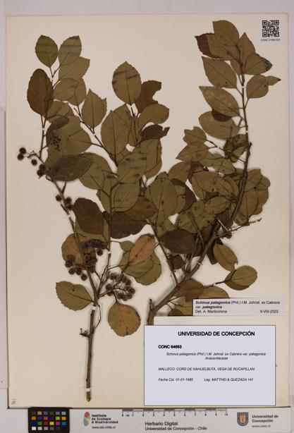 Schinus patagonica [Espécimen: UDEC:CONC:0064683]