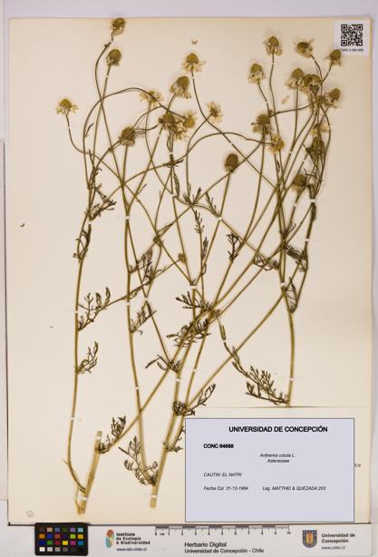 Anthemis cotula [Espécimen: UDEC:CONC:0064688]