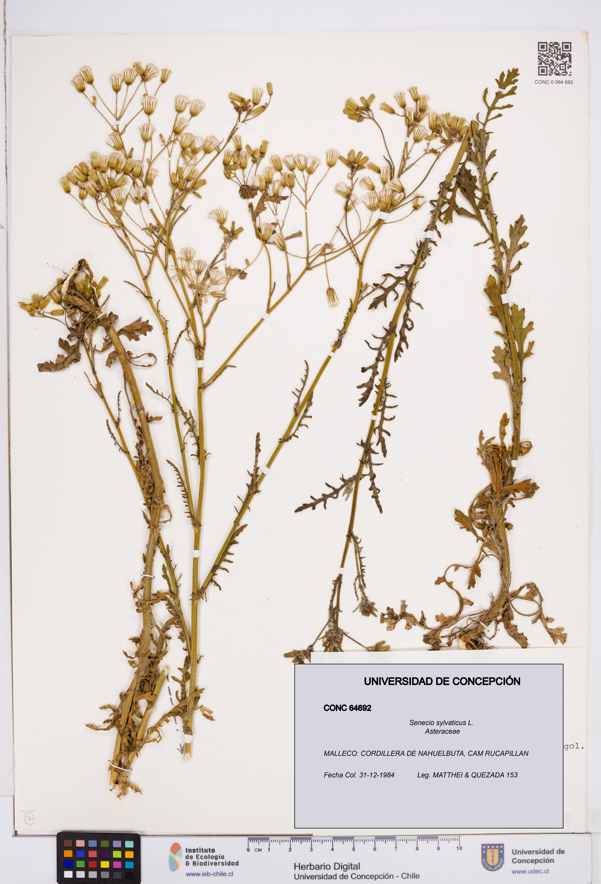 Senecio sylvaticus [Espécimen: ]