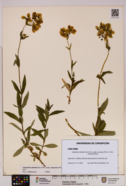 Calceolaria dentata subsp. araucana [Espécimen: UDEC:CONC:0064694]