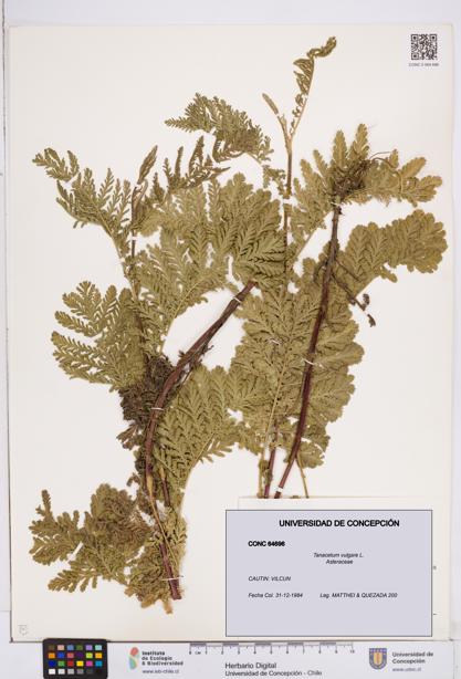 Tanacetum vulgare [Espécimen: ]