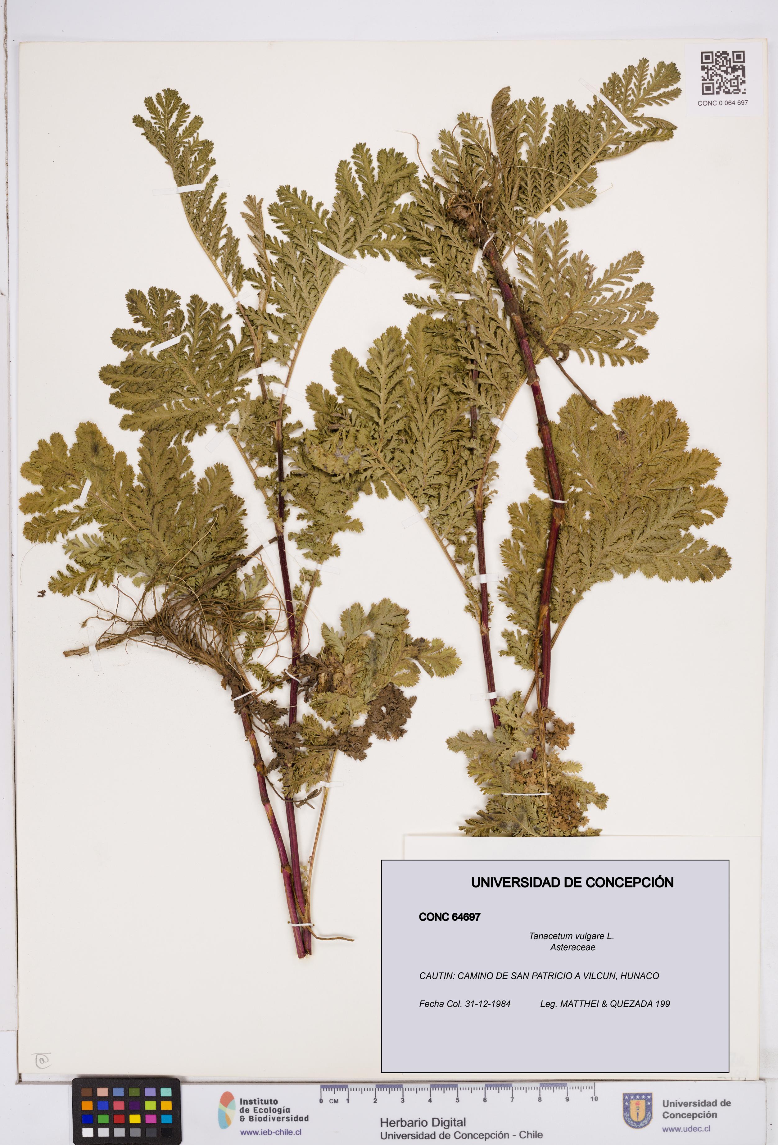 Tanacetum vulgare [Espécimen: ]