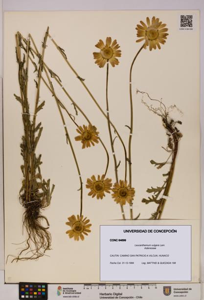 Leucanthemum vulgare [Espécimen: UDEC:CONC:0064699]