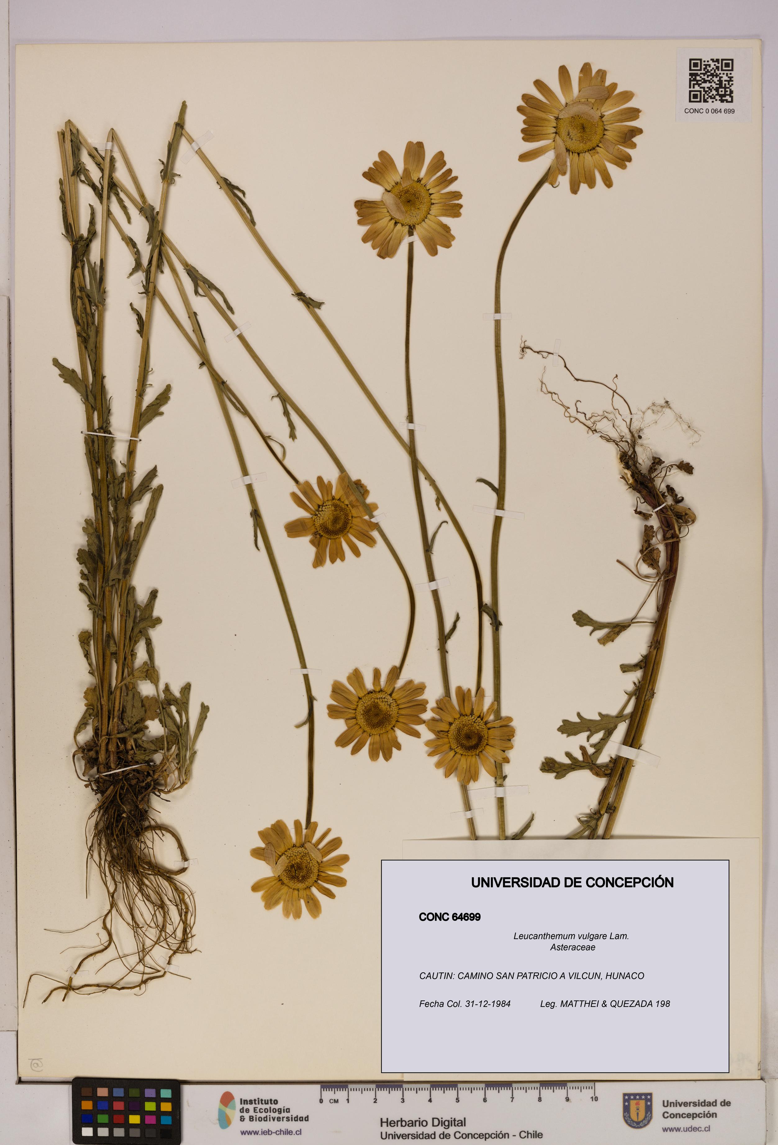Leucanthemum vulgare [Espécimen: UDEC:CONC:0064699]
