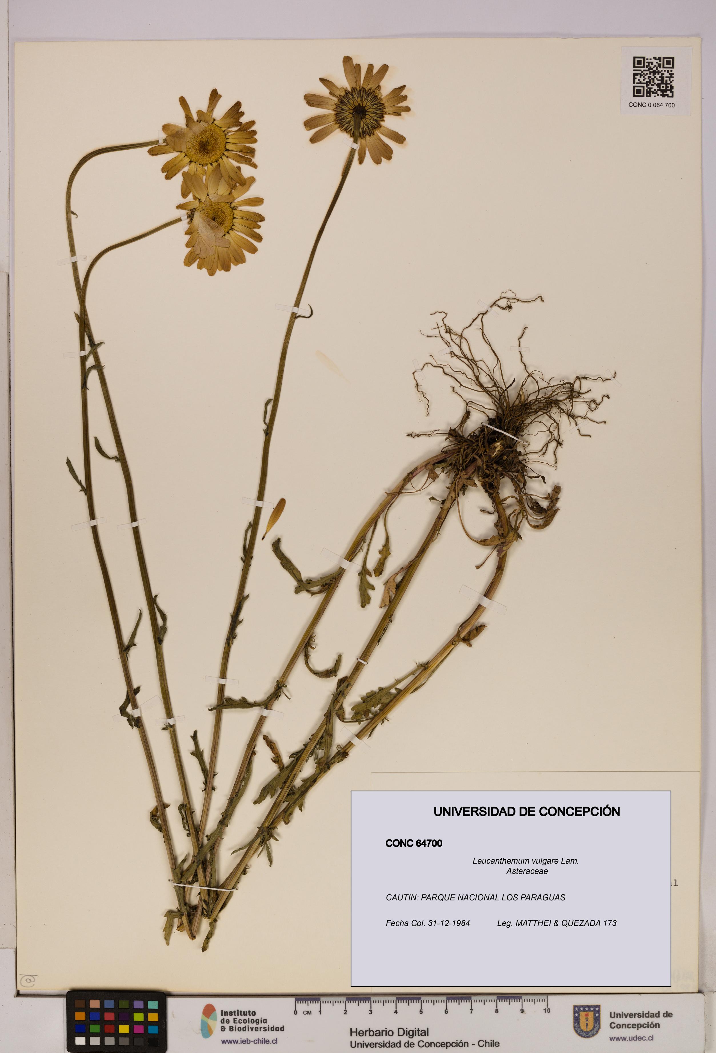 Leucanthemum vulgare [Espécimen: UDEC:CONC:0064700]