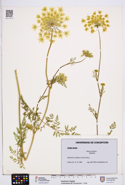 Daucus carota [Espécimen: ]