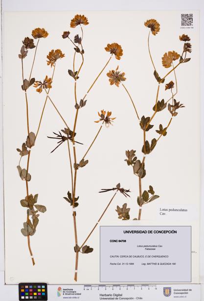 Lotus pedunculatus [Espécimen: ]