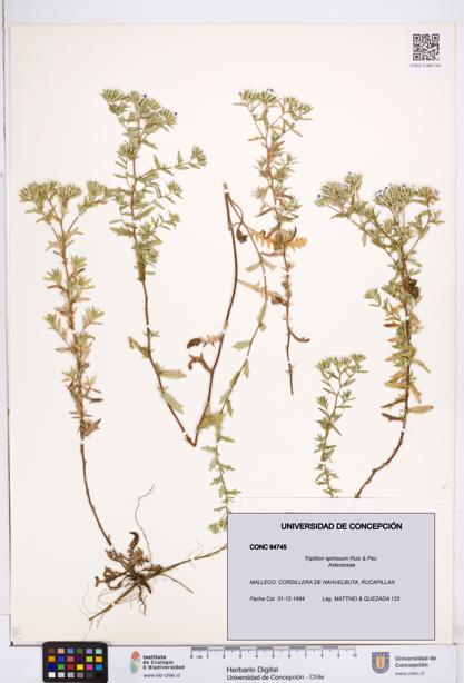 Triptilion spinosum [Espécimen: ]