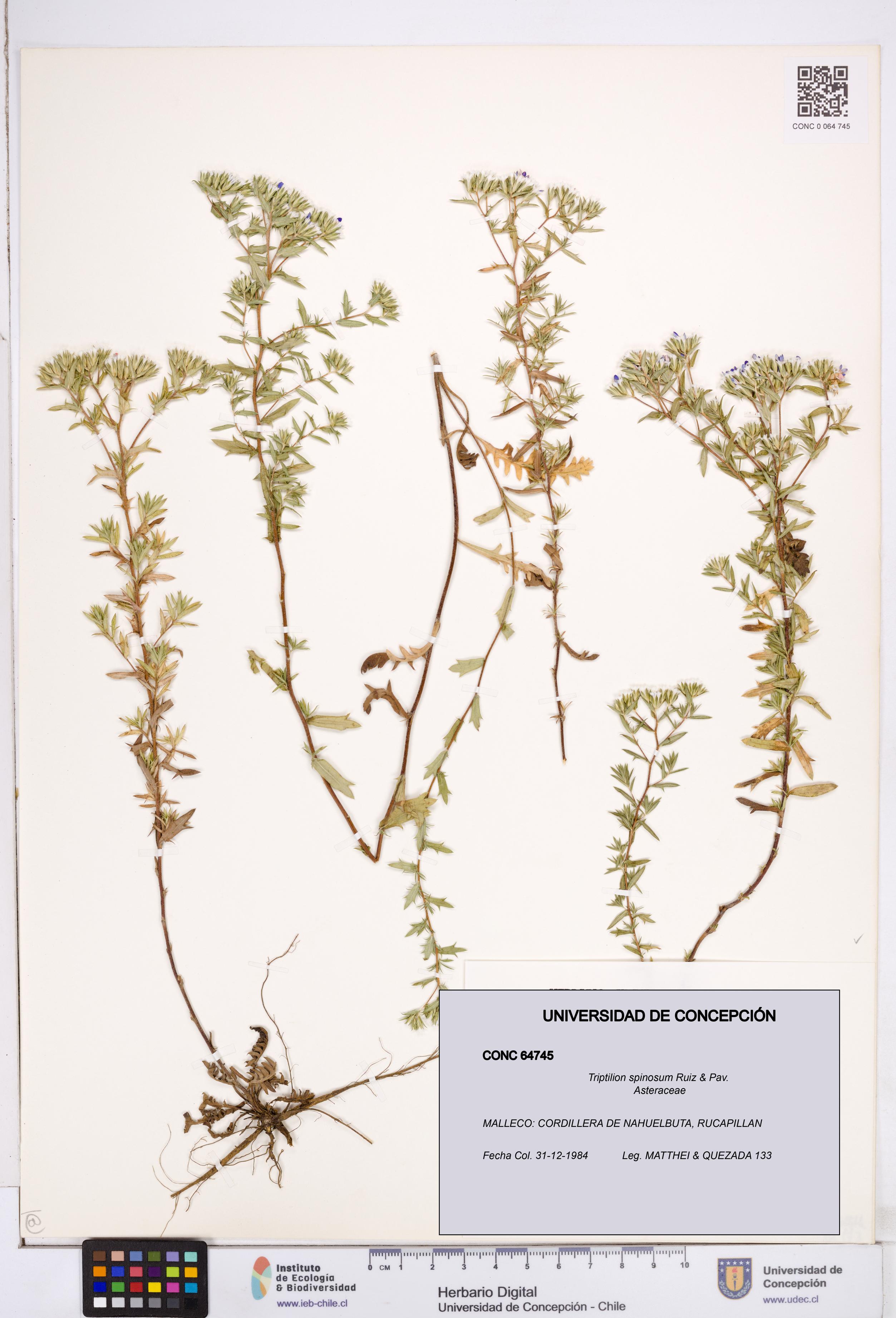 Triptilion spinosum [Espécimen: ]