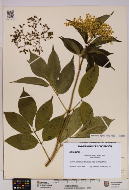 Sambucus nigra subsp. nigra [Espécimen: UDEC:CONC:0064755]