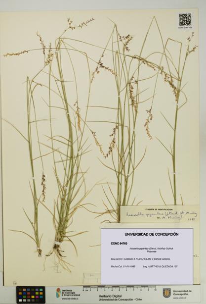 Nassella gigantea [Espécimen: UDEC:CONC:0064763]