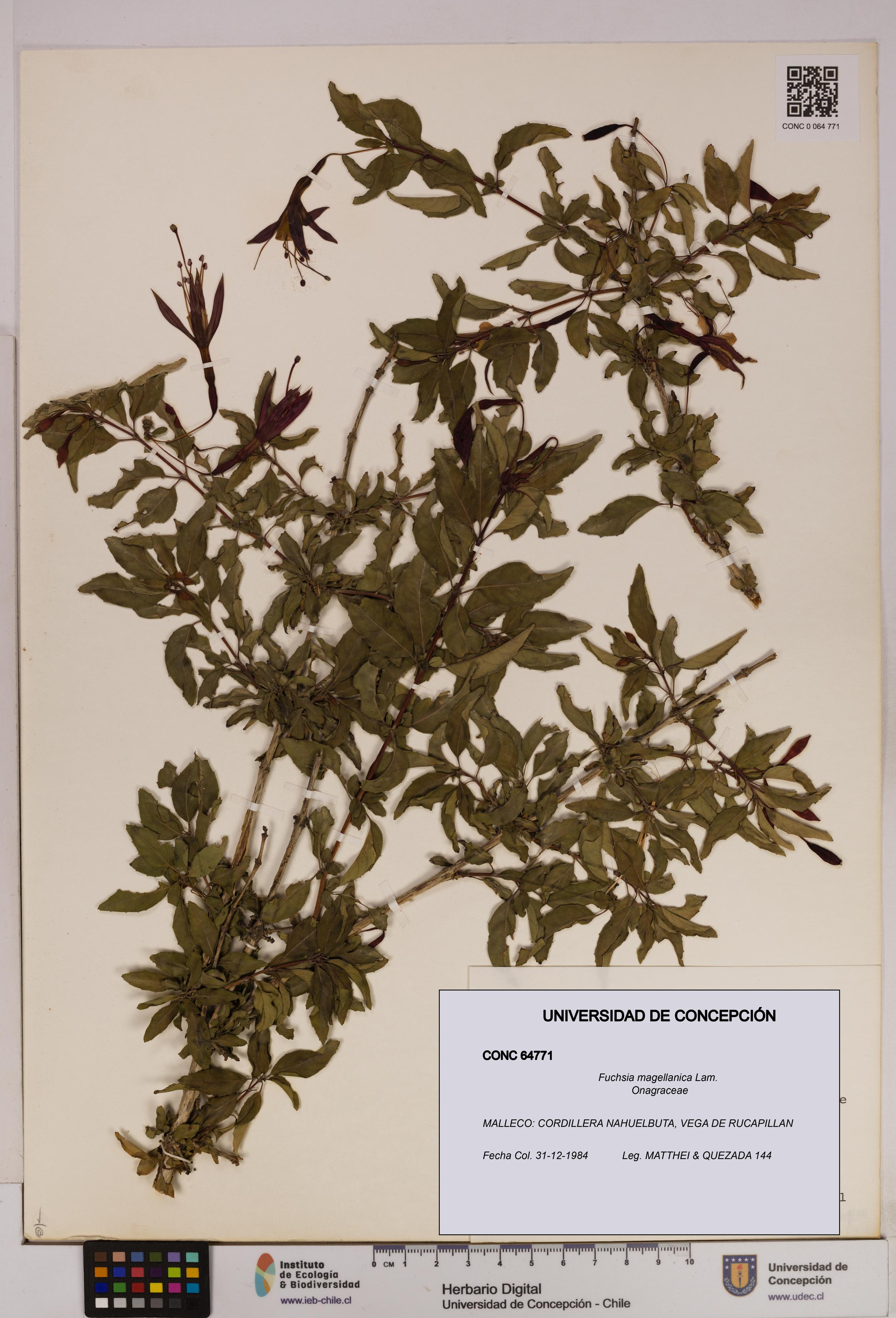 Fuchsia magellanica [Espécimen: UDEC:CONC:0064771]