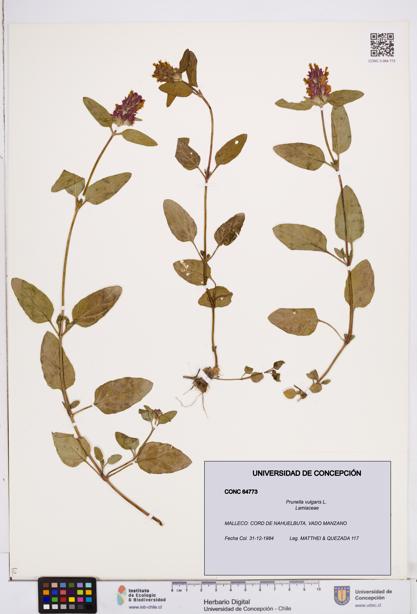 Prunella vulgaris [Espécimen: ]