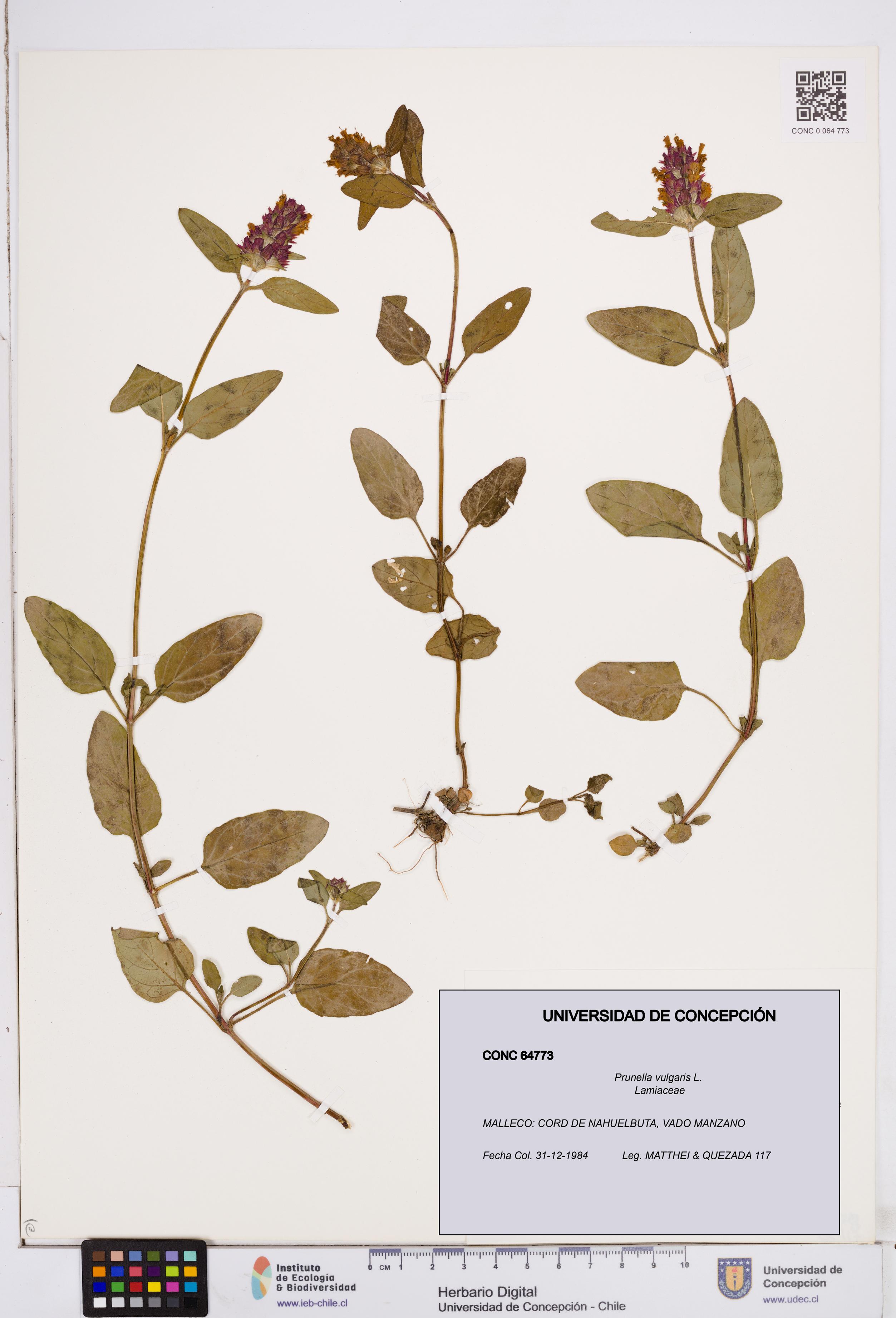Prunella vulgaris [Espécimen: ]