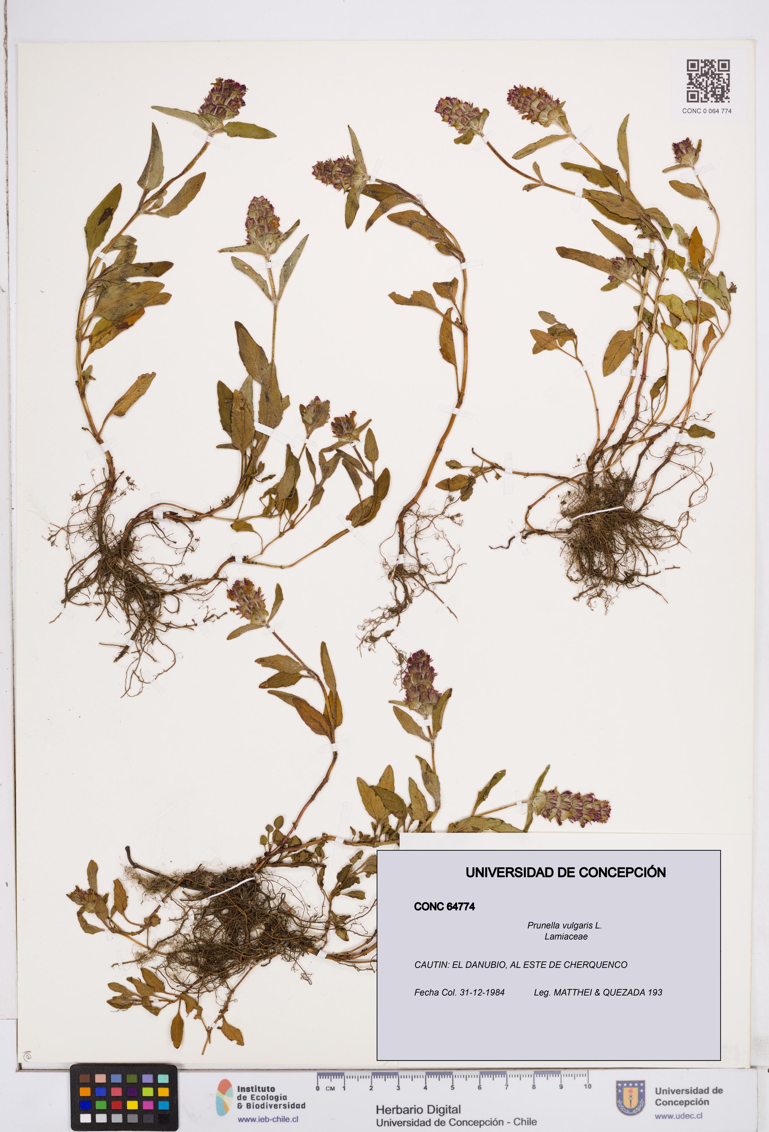 Prunella vulgaris [Espécimen: ]